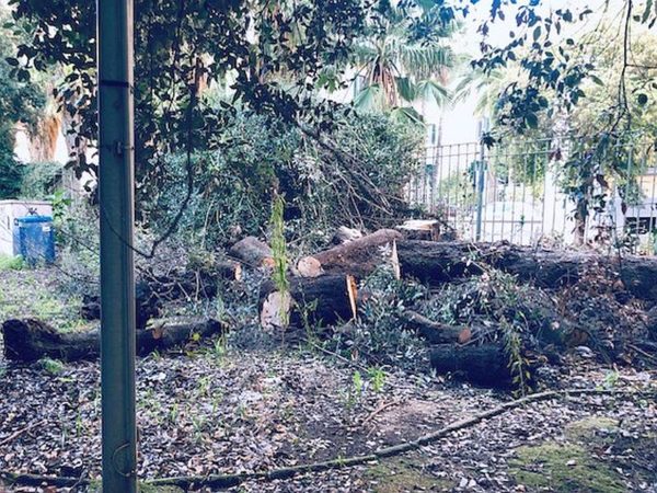 Napoli parco Mascagna alberi abbattuti2