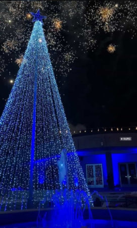 albero 1 paupisi