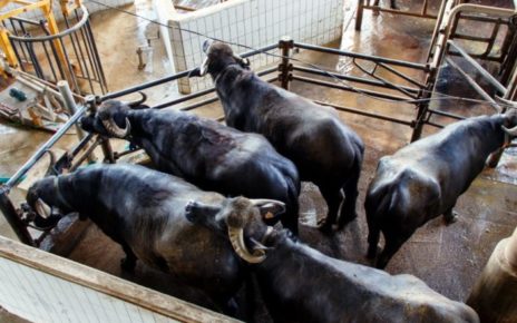Campania, brucellosi. Muscarà (Gruppo Misto): "Dati positivi? Tentativo di scongiurare commissariamento" 4 bufala campanacampania