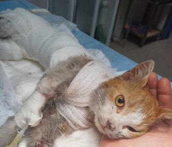 Angri, gatto scuoiato vivo salvato dal servizio veterinario versa in condizioni gravissime. Borrelli (AVS): “Crudeltà senza precedenti" 4 gatto 1