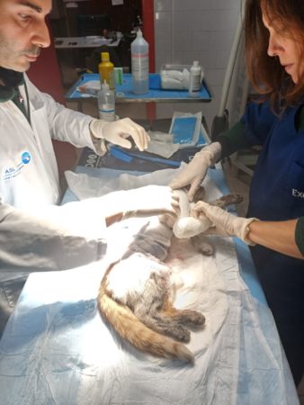 gatto 3