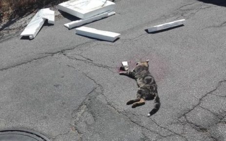 Marigliano, Lausdomini: in Corso Campano gattino investito mortalmente 7 gatto morto panzamod