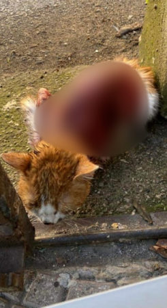 gatto scuoiato angri