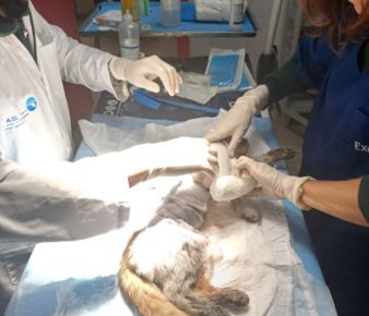 Angri, morto il gattino scuoiato vivo e abbandonato in strada. Borrelli (AVS): “Caccia al suo assassino, autore di una crudeltà senza precedenti, e condanne esemplari” 5 leone 2