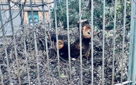 Napoli parco Mascagna albero abbattuto