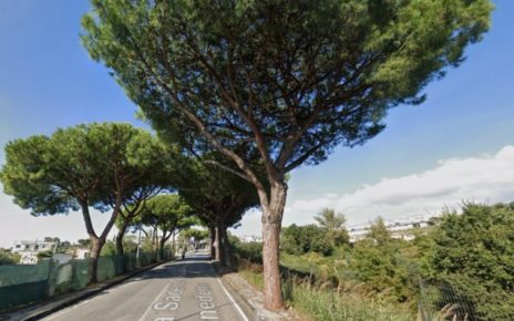 Ercolano, ambientalisti contro la decisione del Comune di abbattere pini secolari 3 pini secolari