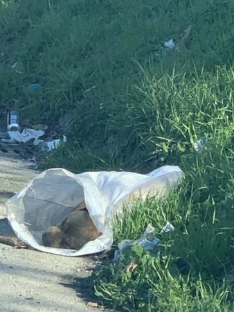 pitbull morti 1