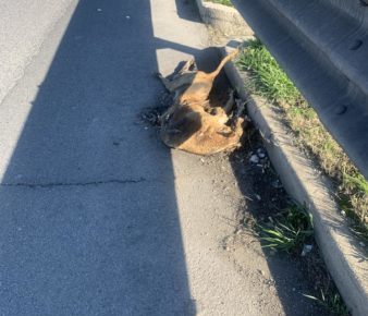 pitbull morti 2