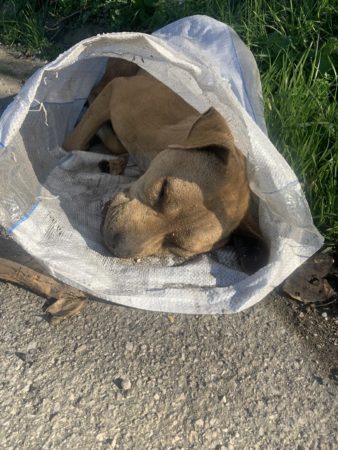 pitbull morti 3