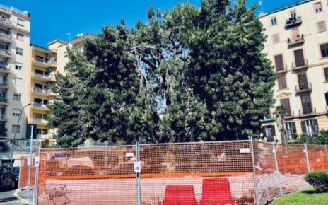 Napoli piazza degli Artisti cantiere albero monumentale