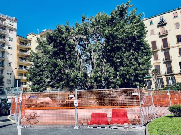 Napoli piazza degli Artisti cantiere albero monumentale