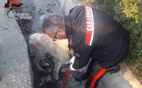 Avella, legato con catena in un canale: pastore maremmano salvato dai carabinieri 5 0be45b34c04a4ae0859589ba359df56a