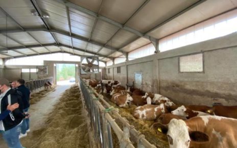 Campania, Allevatori. Ok a vademecum per fide pascolo. Coldiretti: “Grazie a nostro impegno risultato importante per il comparto” 6 6b Iannetelli Vincenzo San Potito SanniticoCe