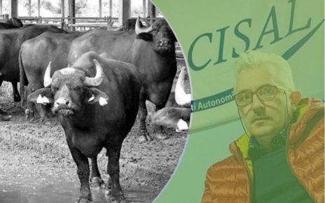 Campania, Filiera bufalina. Palumbo (Cisal): "Dopo pronunce Consiglio di stato, è tempo di agire" 4 PalumboBufale