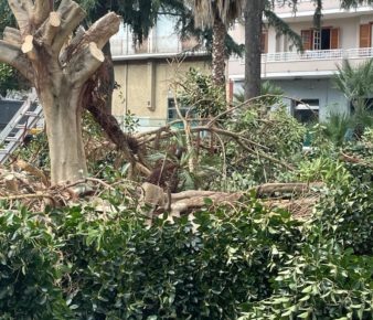 Terzigno, abbattuti gli alberi di piazzetta Borgonuovo. Borrelli (Avs): “Scelta incomprensibile dell’Amministrazione Comunale nonostante le proteste dei cittadini" 3 Terzigno 4