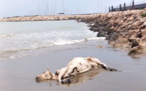 Salerno, il cadavere di una mucca sulla spiaggia di Santa Teresa 5 carcassa di bovino a salerno