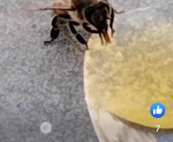 Marigliano, al Molly Coffee Bar anche le api trovano ristoro. La scrittrice-barman Daniela: "Anche le creature più piccole meritano gentilezza e aiuto" 6 molly2