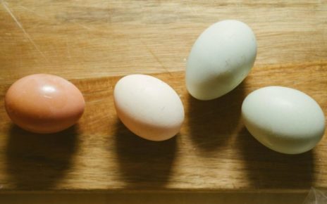 olive egger la gallina che depone uova verdi it 000