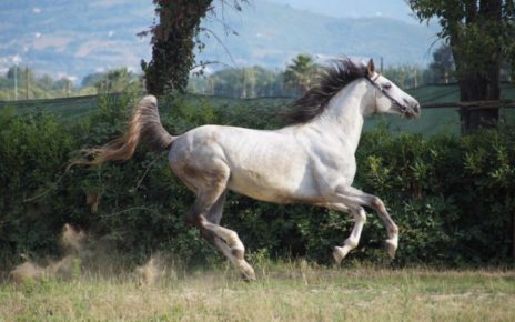 Il cavallino rampante della Ferrari è napoletano: cavallo “Persano” allevato in epoca borbonica 3 persanonapoli