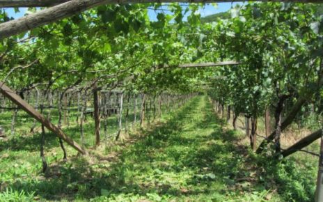Pergola, un modello innovativo e strutturato per lo sviluppo del canale moderno nel settore vitivinicolo 4 1 scaled 1