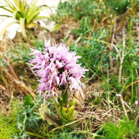 Alcantara Orchidea