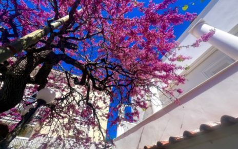 Capri in Rosa: La Fioritura dell'Albero di Giuda di via Tragara 3 content