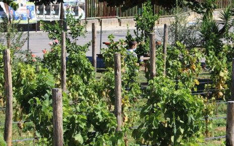A Napoli la prima vigna gestita dagli studenti delle periferie: ecco il progetto Vigna Resilience 5 vigna resiliente 1