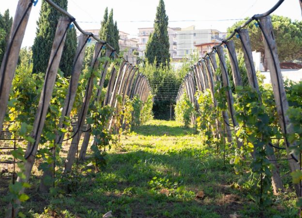 vigna resiliente 2
