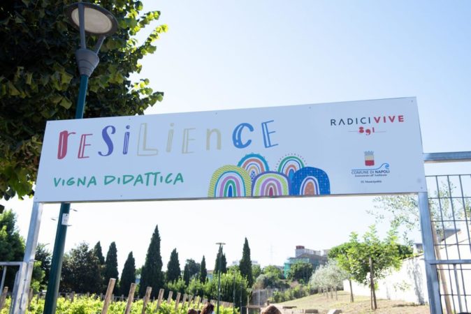 A Napoli la prima vigna gestita dagli studenti delle periferie: ecco il progetto Vigna Resilience 3 vigna resiliente 3