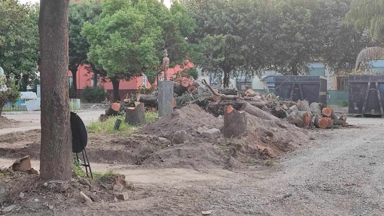 Marigliano, Olocausto green nella Villa Comunale: sterminati alberi di più di quarant'anni. Il day After è traumatico 9 440828441 351248430904238 4689729103950519203 n