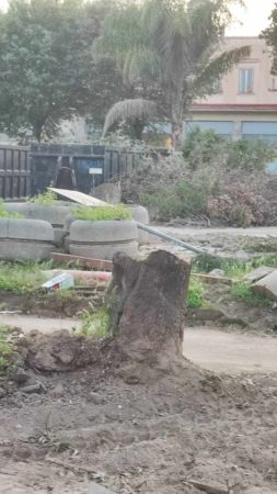 Marigliano, Olocausto green nella Villa Comunale: sterminati alberi di più di quarant'anni. Il day After è traumatico 4 440909462 1007699187456508 3265451593997051419 n