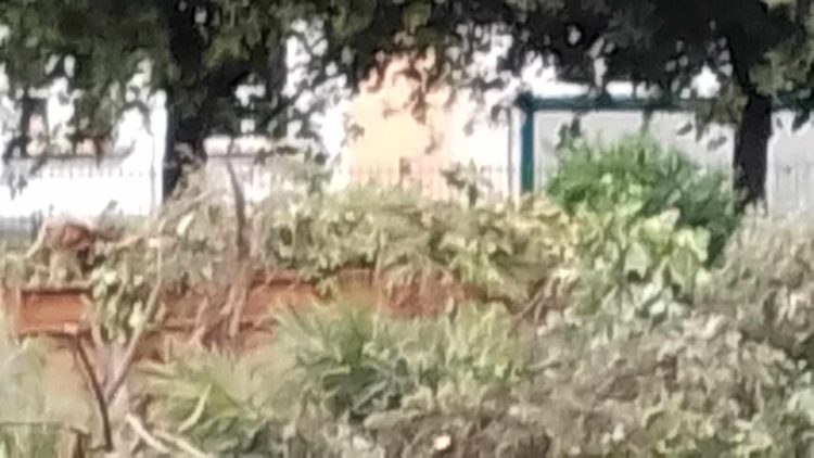 Marigliano, muore il verde della Villa Comunale: distrutti gli alberi centrali. Finiscono nell'immondizia anche i lampioncini in stile. Addì 3 maggio si dispensa dai fiori 4 440922428 814104327250124 6854412037404564055 n