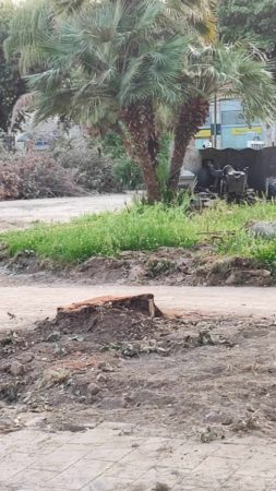 Marigliano, Olocausto green nella Villa Comunale: sterminati alberi di più di quarant'anni. Il day After è traumatico 6 440932869 1429879407643412 6753228224962989328 n