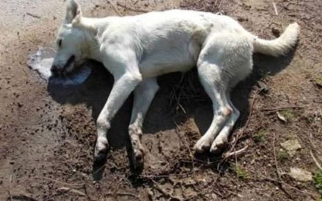 Campania, Cani uccisi nel Vallo di Diano. Cammarano (M5S): "Regione garantisca applicazione della legge contro il randagismo” 5 Cane morto baselga pinemod
