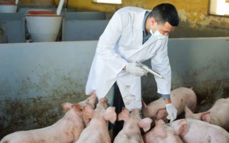 Buonabitacolo, ritorna la peste suina africana nel Vallo di Diano all'interno della "zona rossa" 5 Vaccino per la PSA Peste Suina Africana 1