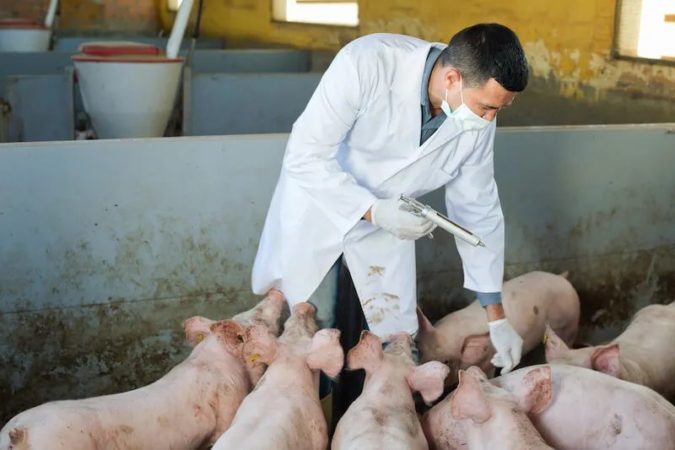 Vaccino per la PSA Peste Suina Africana 1