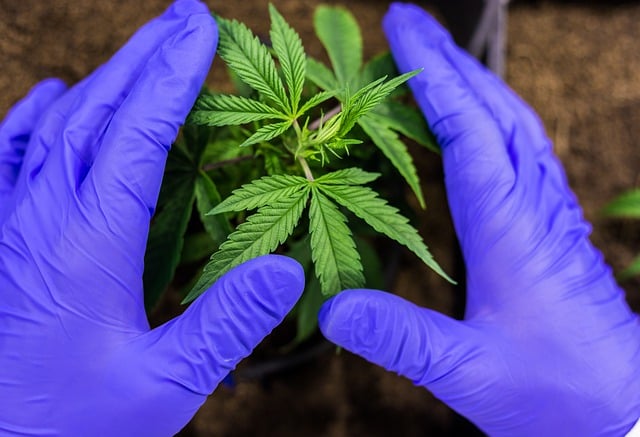 cbd 7665208 640