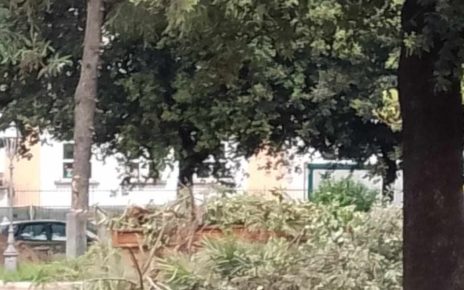 Marigliano, muore il verde della Villa Comunale: distrutti gli alberi centrali. Finiscono nell'immondizia anche i lampioncini in stile. Addì 3 maggio si dispensa dai fiori 5 muorilla1