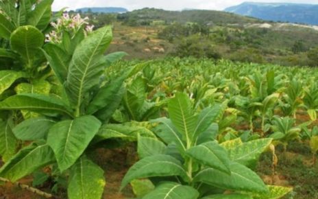 Coltivare il Futuro: Lorenzo Ferrara e la Rivoluzionaria Tecnica delle Foglie di Tabacco 7 1551344381 tobacco