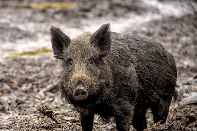 cinghiale 1