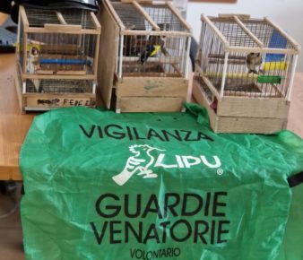 Ponticelli, perquisizione domiciliare in via Montale: salvati 4 cardellini 6 f0to del 9 6 2024
