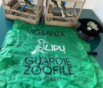 Napoli, Perquisizione domiciliare in via Tortora: 3 cardellini salvati ed 1 gabbia-trappola sequestrata 3 foto del 25 6 24