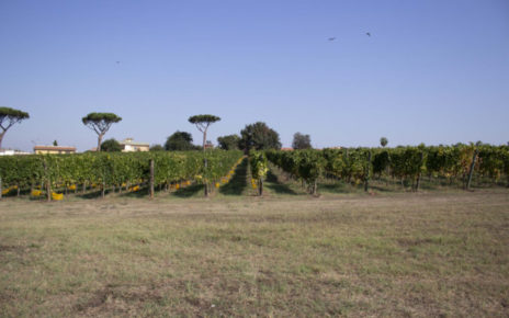 Campania, Vino tra impatto ambientale e sostenibilità: lo studio italiano sulla falanghina di una cantina campana 4 vigneti 1