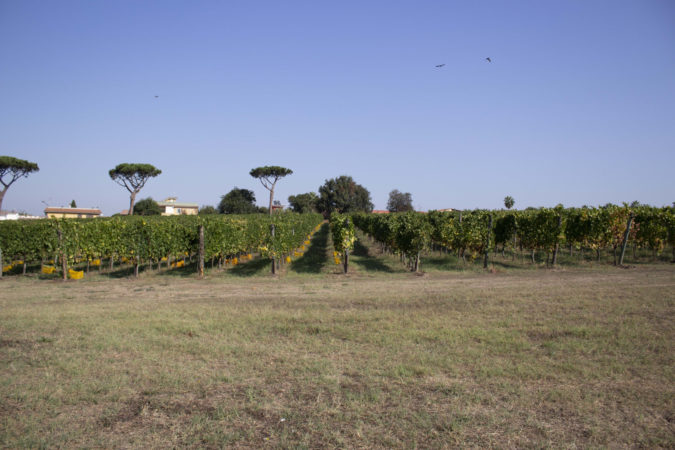 vigneti 1