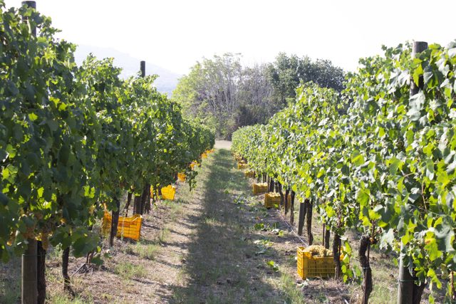 vigneti 2 medium