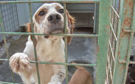 Campania, canile Marcianise. Nappi (Lega): "La burocrazia di Asl e Regione uccide anche gli animali" 5 Cane al canile