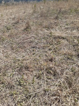 Il territorio di Cicerale devastato dai cinghiali 2