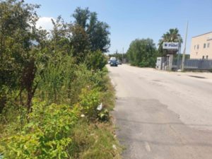 erbacce sulla strada