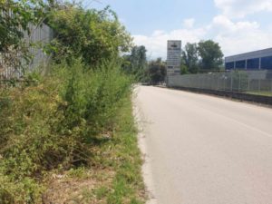 erbe infestanti