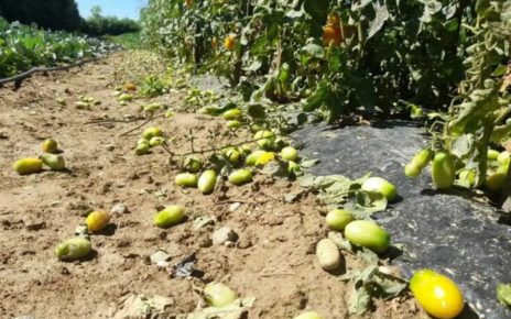 Basilicata, danni in agricoltura nel materano. Giordano (Ugl Matera): “Basta proclami, urgono interventi risolutivi se esiste un piano preventivo” 4 maltempo Basilicatamod